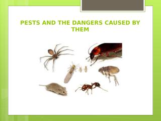 Eco-friendly pest control in Adelaide.pptx